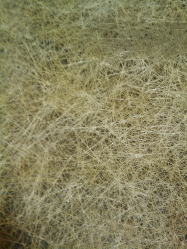 IMAGE_377m.jpg